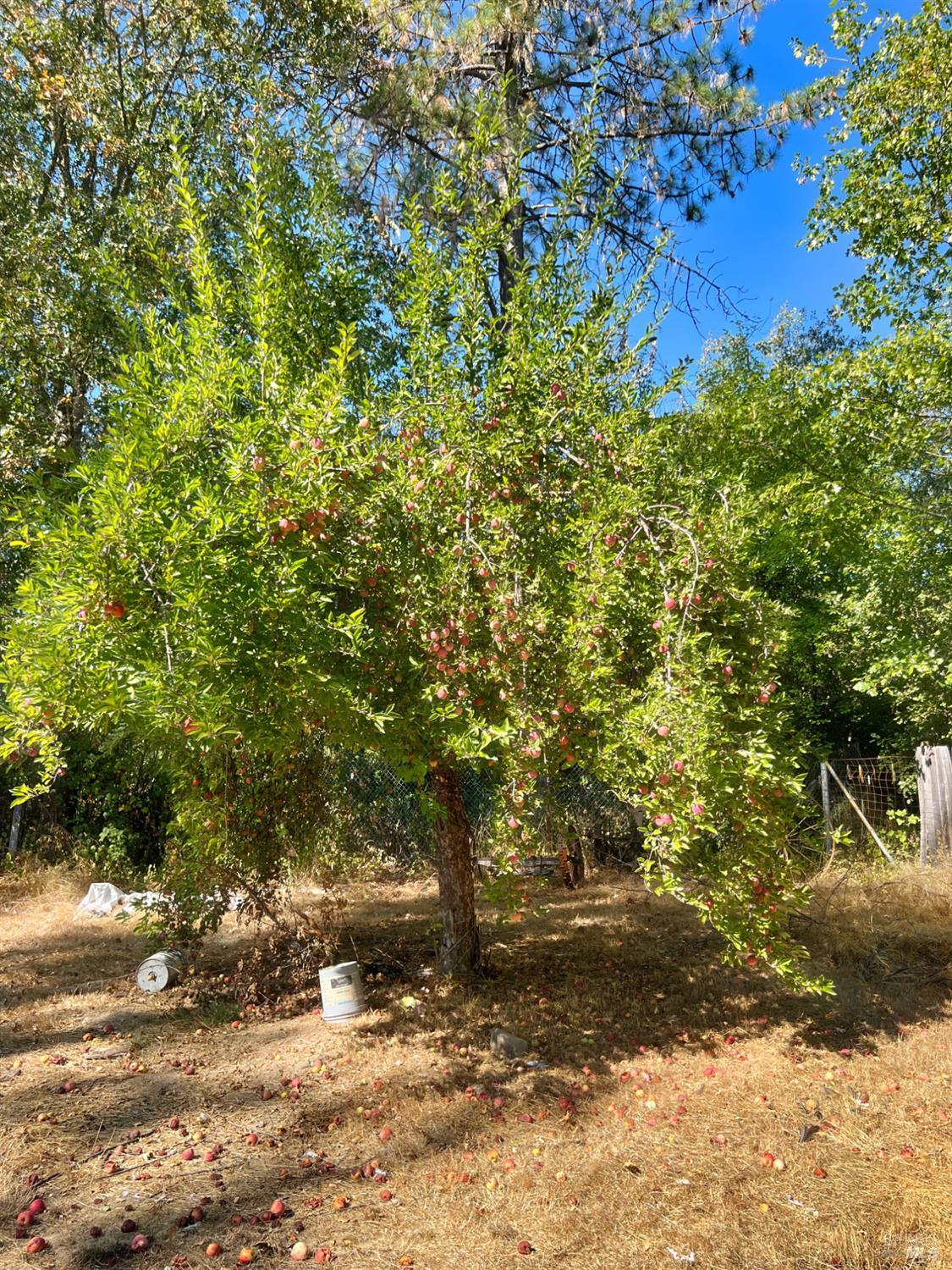 Detail Gallery Image 19 of 28 For 44170 Lakeview Ave, Laytonville,  CA 95454 - 3 Beds | 2 Baths