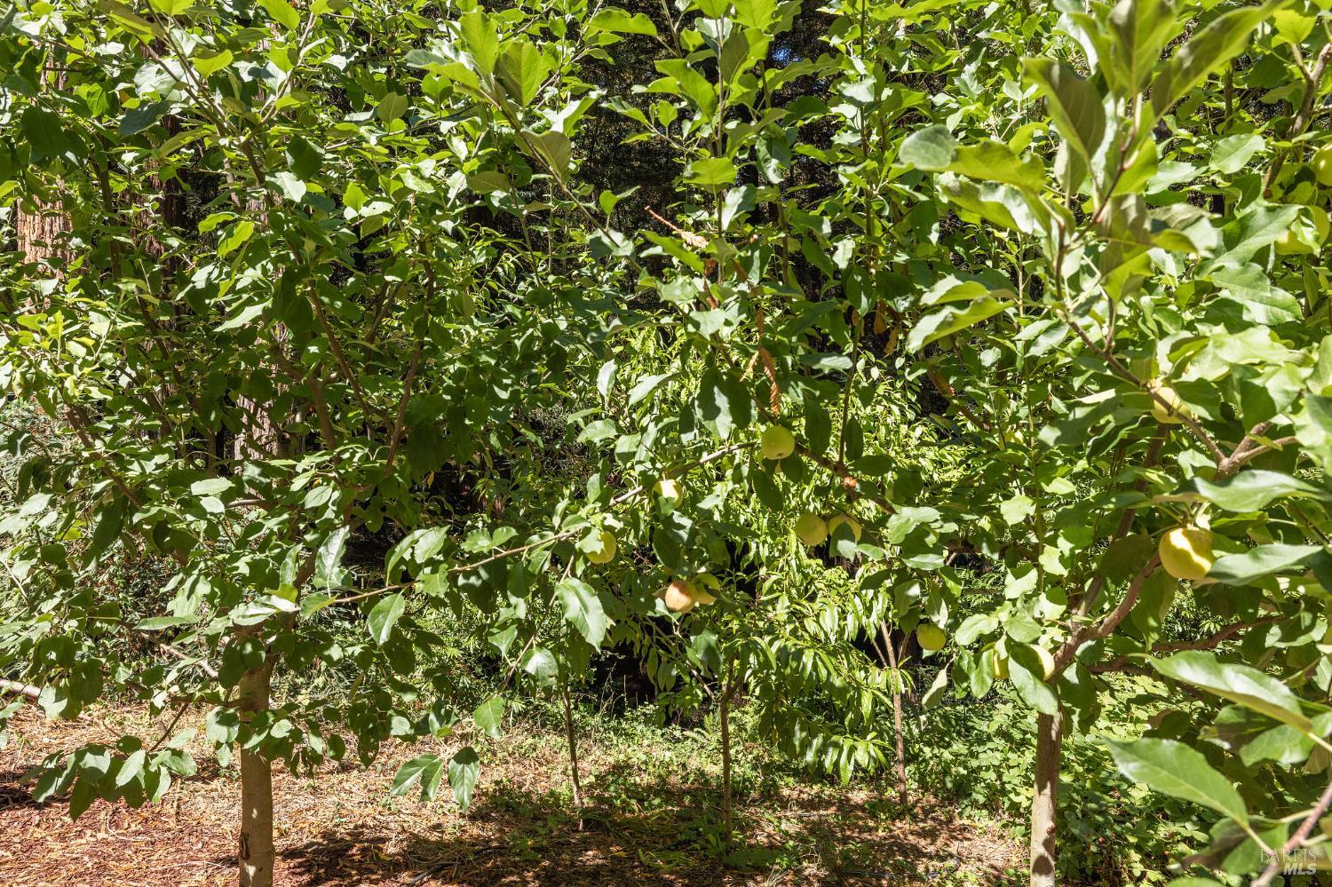 Detail Gallery Image 19 of 77 For 17970 Duncan Rd, Guerneville,  CA 95446 - 2 Beds | 2 Baths