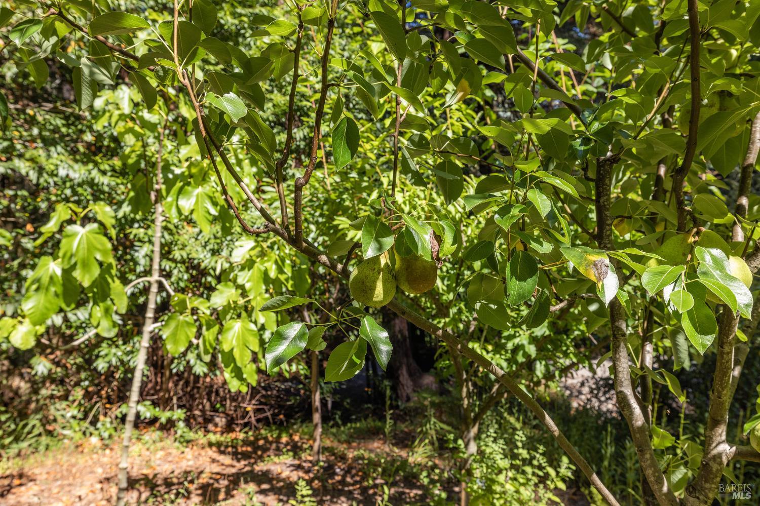 Detail Gallery Image 23 of 77 For 17970 Duncan Rd, Guerneville,  CA 95446 - 2 Beds | 2 Baths