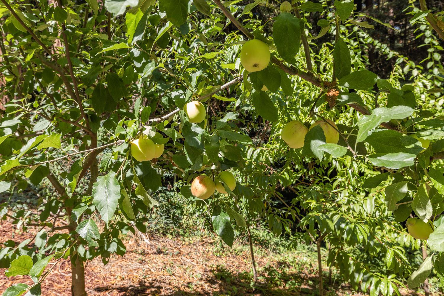 Detail Gallery Image 16 of 77 For 17970 Duncan Rd, Guerneville,  CA 95446 - 2 Beds | 2 Baths