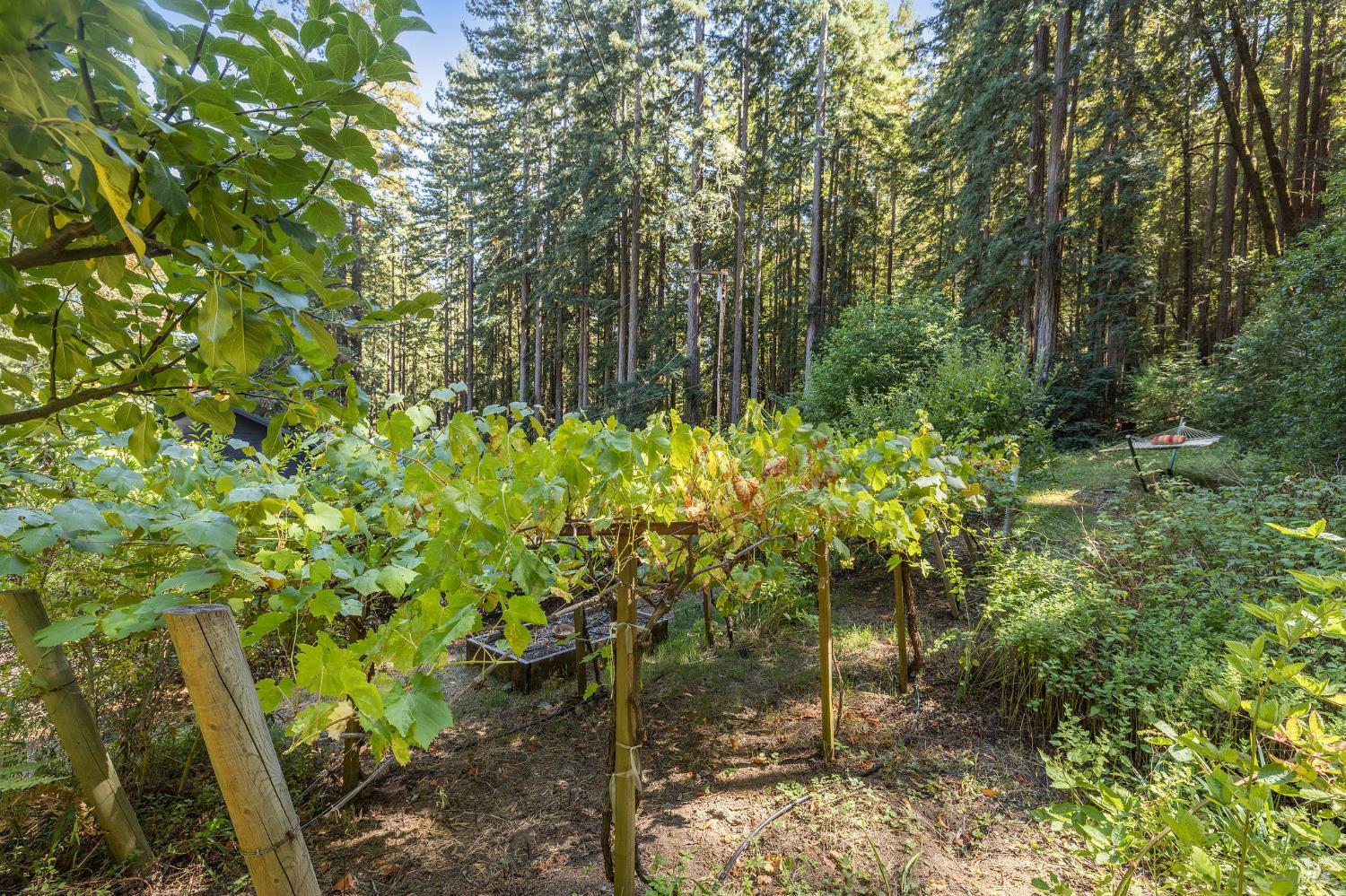 Detail Gallery Image 22 of 77 For 17970 Duncan Rd, Guerneville,  CA 95446 - 2 Beds | 2 Baths