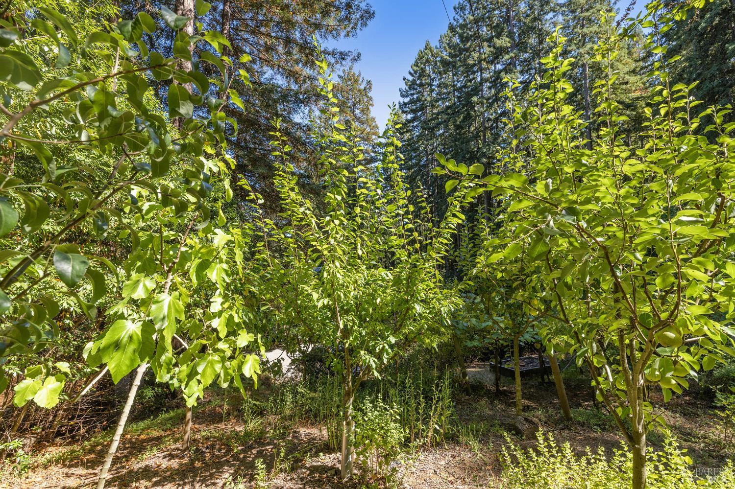 Detail Gallery Image 24 of 77 For 17970 Duncan Rd, Guerneville,  CA 95446 - 2 Beds | 2 Baths
