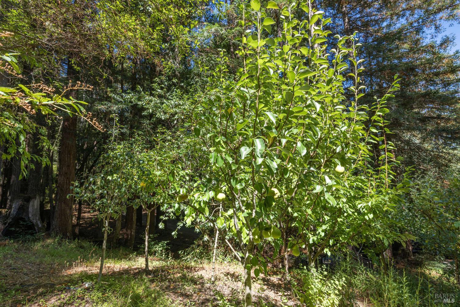 Detail Gallery Image 25 of 77 For 17970 Duncan Rd, Guerneville,  CA 95446 - 2 Beds | 2 Baths