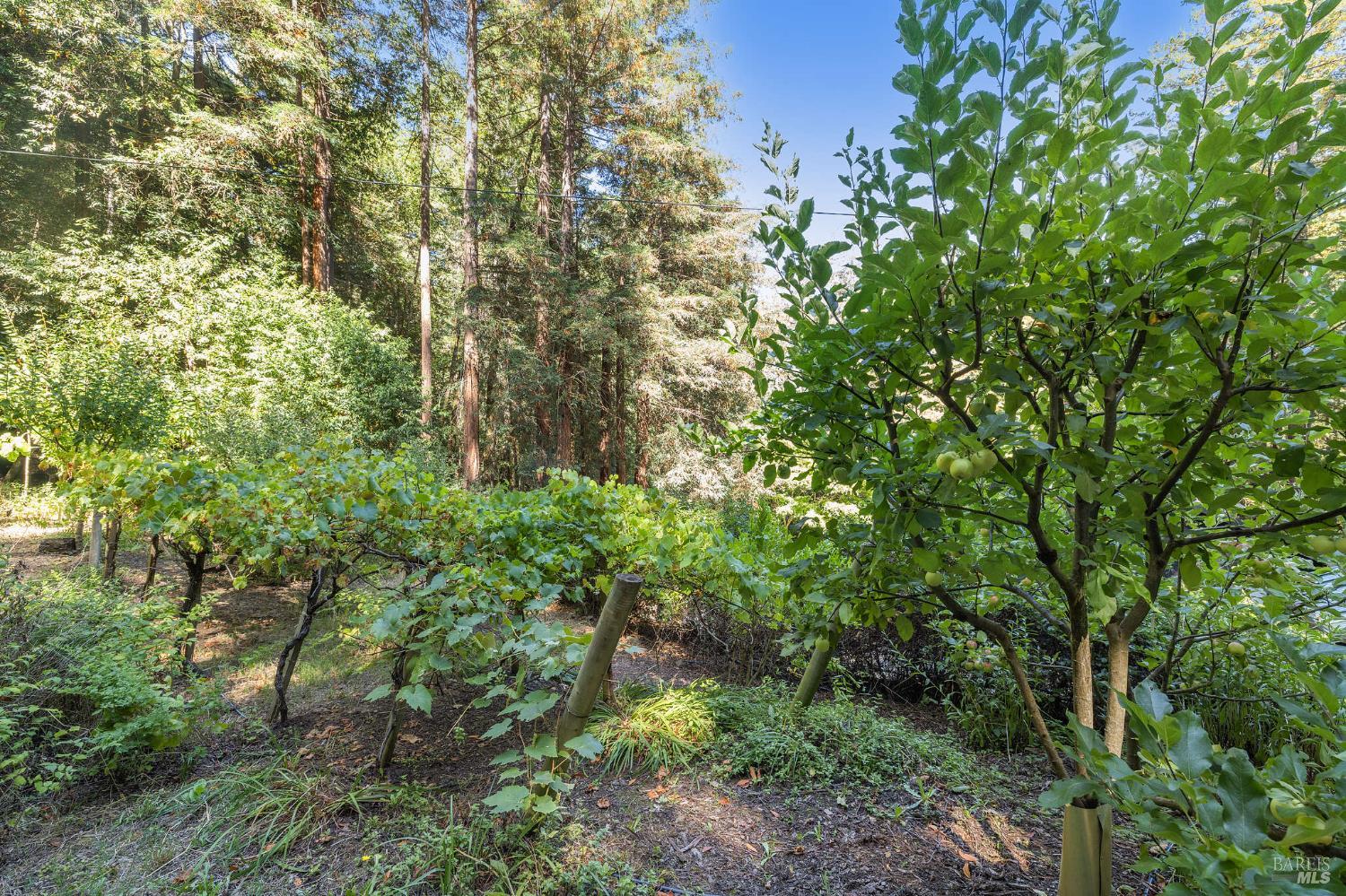 Detail Gallery Image 26 of 77 For 17970 Duncan Rd, Guerneville,  CA 95446 - 2 Beds | 2 Baths