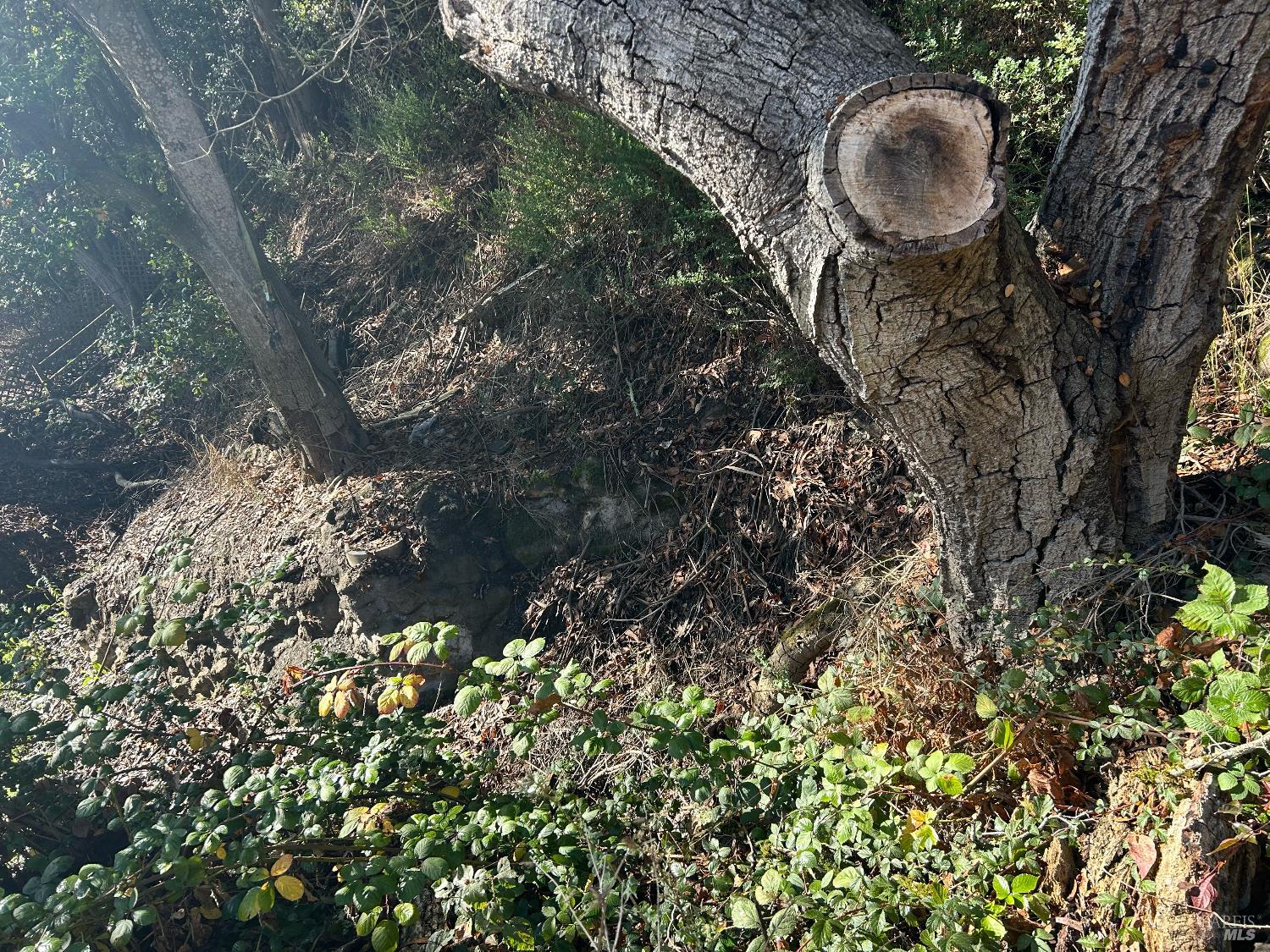 Detail Gallery Image 22 of 31 For 6675 Petersen Rd, Petaluma,  CA 94952 - – Beds | – Baths