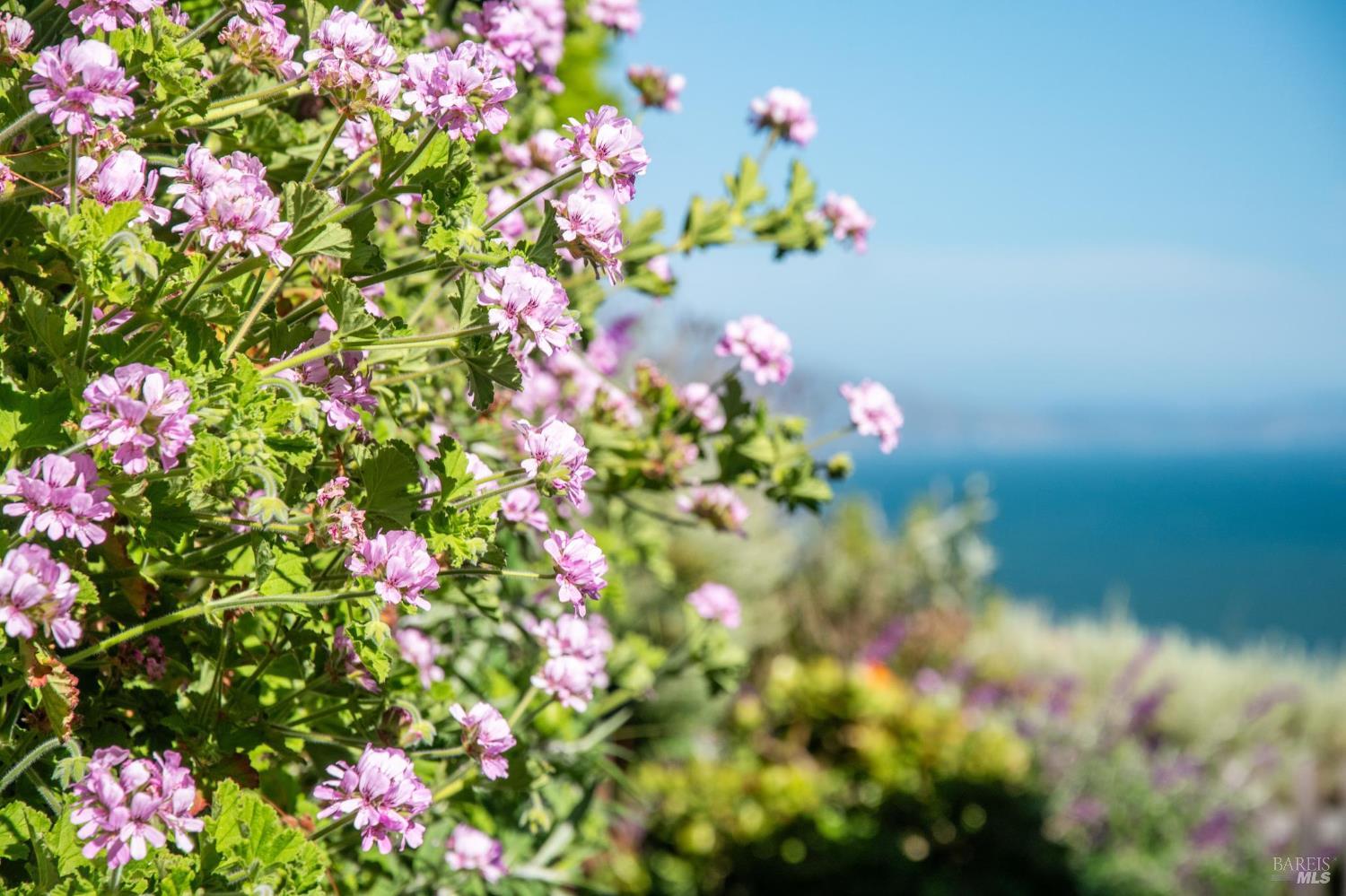 Detail Gallery Image 50 of 51 For 71 Crescente Ave, Bolinas,  CA 94924 - 3 Beds | 2 Baths