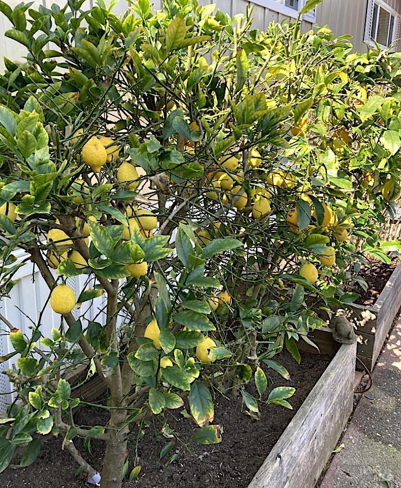 Detail Gallery Image 20 of 24 For 6781 Evergreen Ave, Sebastopol,  CA 95472 - 2 Beds | 2 Baths