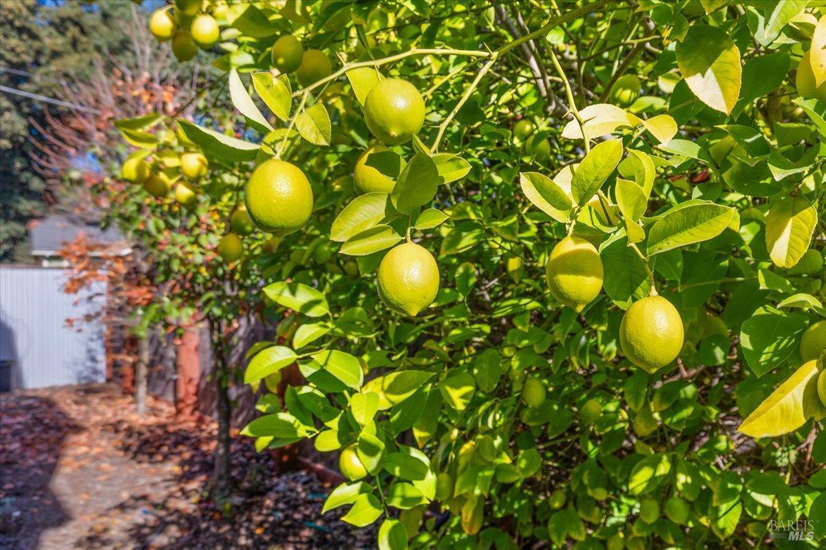Detail Gallery Image 25 of 46 For 130 11th St, Santa Rosa,  CA 95401 - 4 Beds | 2 Baths