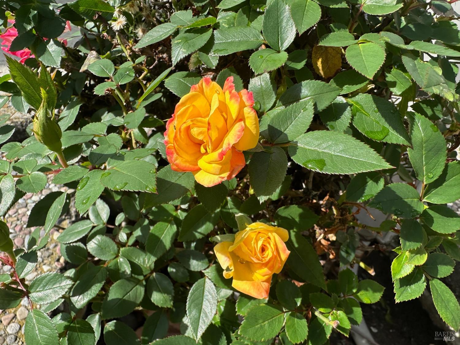 Detail Gallery Image 49 of 49 For 1745 Swanston Way, San Jose,  CA 95132 - 3 Beds | 2 Baths