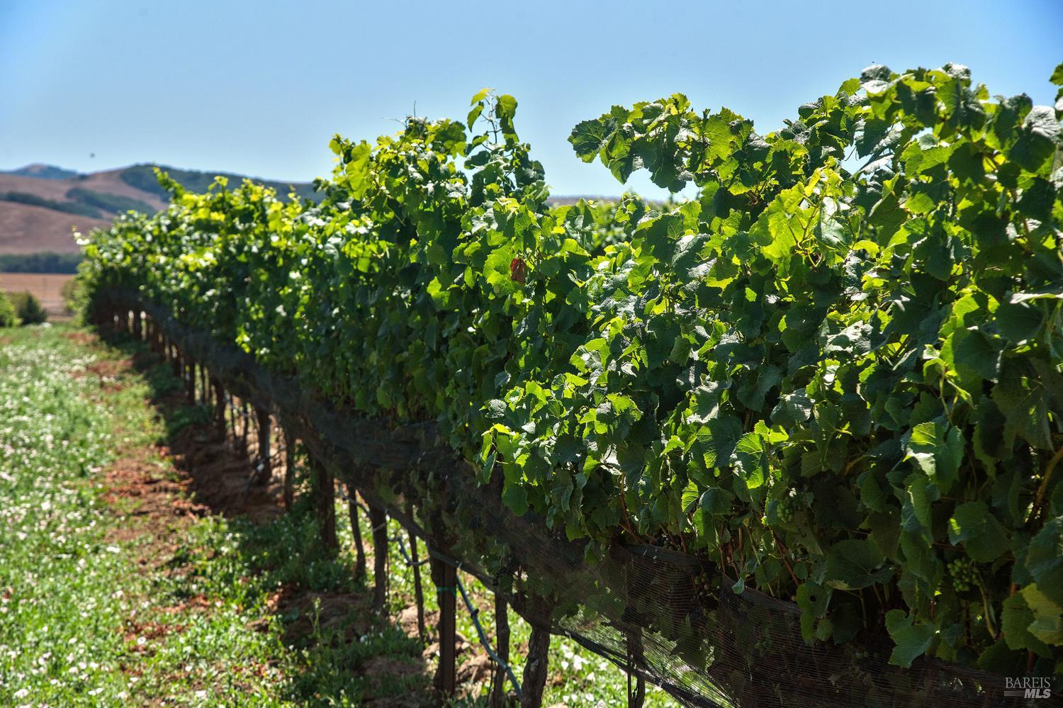 Detail Gallery Image 8 of 59 For 2590 Chileno Valley Rd, Petaluma,  CA 94952 - – Beds | – Baths