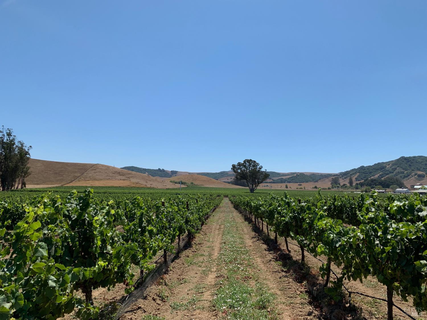 Detail Gallery Image 59 of 59 For 2590 Chileno Valley Rd, Petaluma,  CA 94952 - – Beds | – Baths