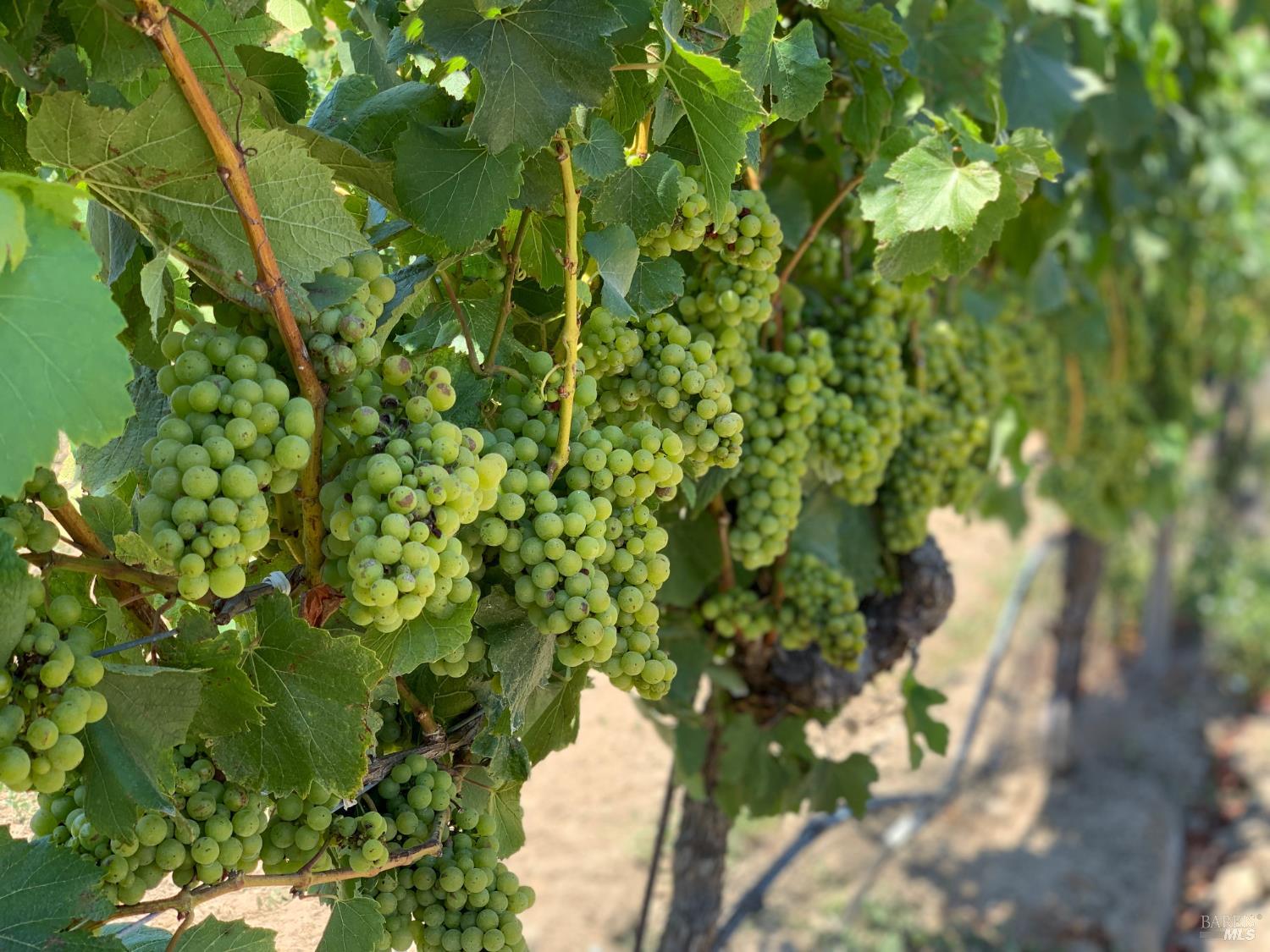 Detail Gallery Image 49 of 59 For 2590 Chileno Valley Rd, Petaluma,  CA 94952 - – Beds | – Baths