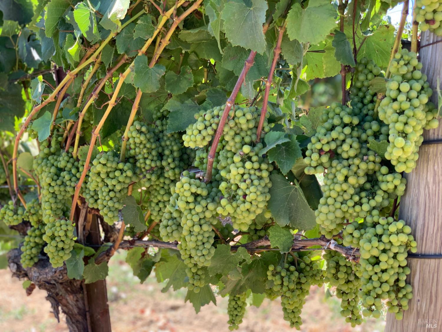 Detail Gallery Image 31 of 59 For 2590 Chileno Valley Rd, Petaluma,  CA 94952 - – Beds | – Baths