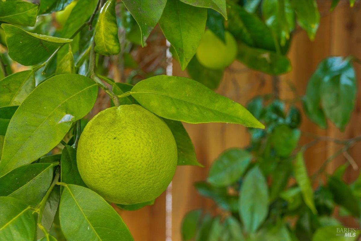 Detail Gallery Image 39 of 43 For 805 Montrose Ct, Santa Rosa,  CA 95409 - 3 Beds | 2 Baths