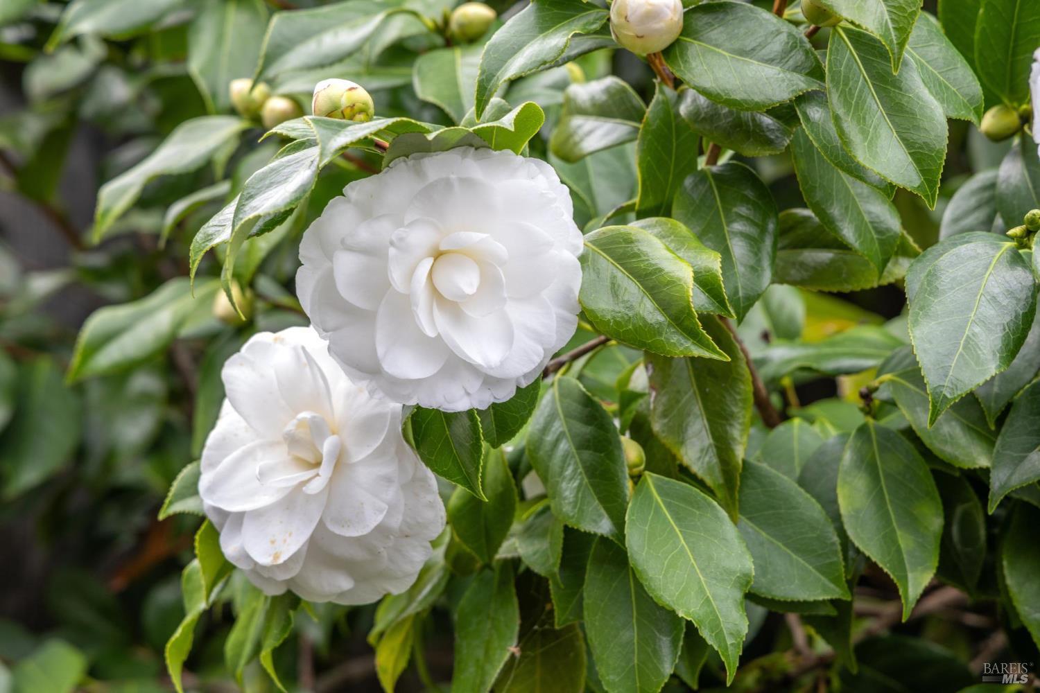 Detail Gallery Image 3 of 47 For 6 Madrona St, San Rafael,  CA 94901 - 3 Beds | 2 Baths