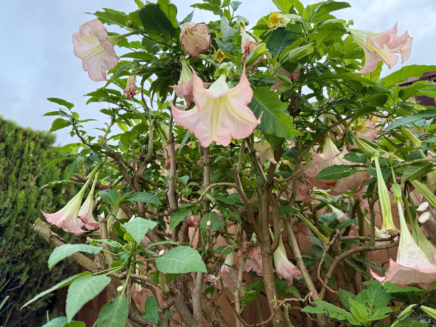 Detail Gallery Image 78 of 78 For 221 Livingston Ave, Vacaville,  CA 95687 - 3 Beds | 2 Baths