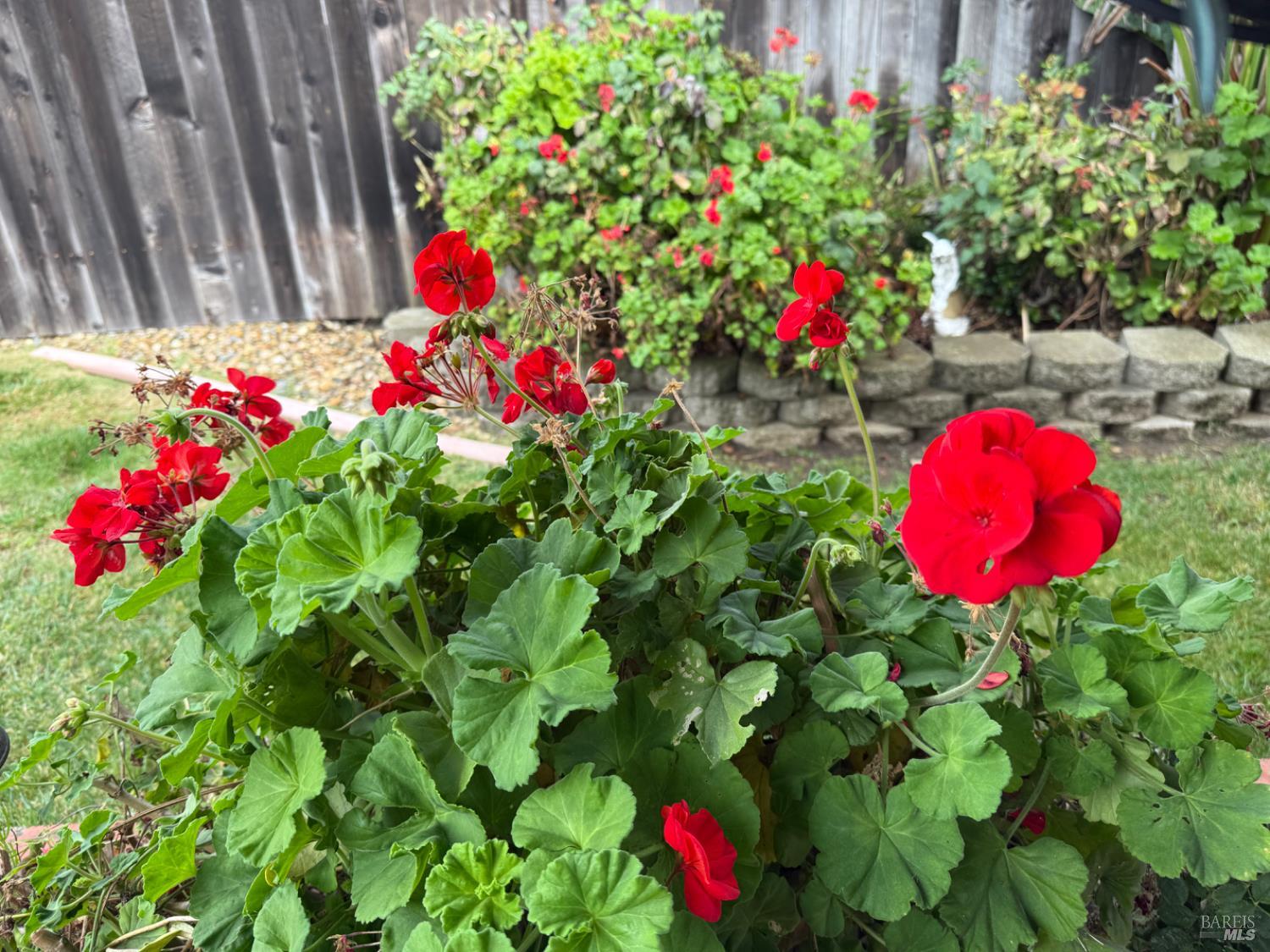 Detail Gallery Image 77 of 78 For 221 Livingston Ave, Vacaville,  CA 95687 - 3 Beds | 2 Baths