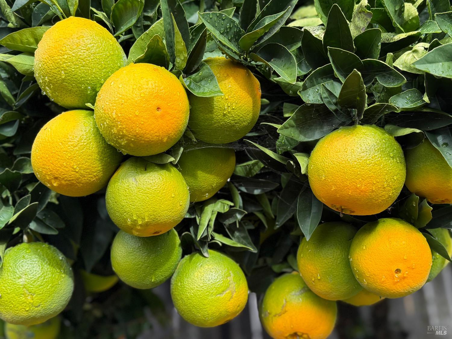 Detail Gallery Image 76 of 78 For 221 Livingston Ave, Vacaville,  CA 95687 - 3 Beds | 2 Baths