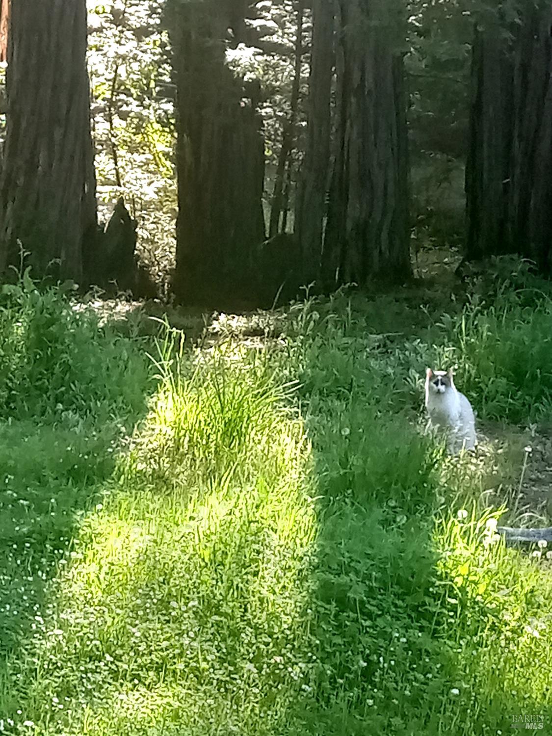 Detail Gallery Image 5 of 15 For 19800 Appaloosa Way, Philo,  CA 95466 - – Beds | – Baths