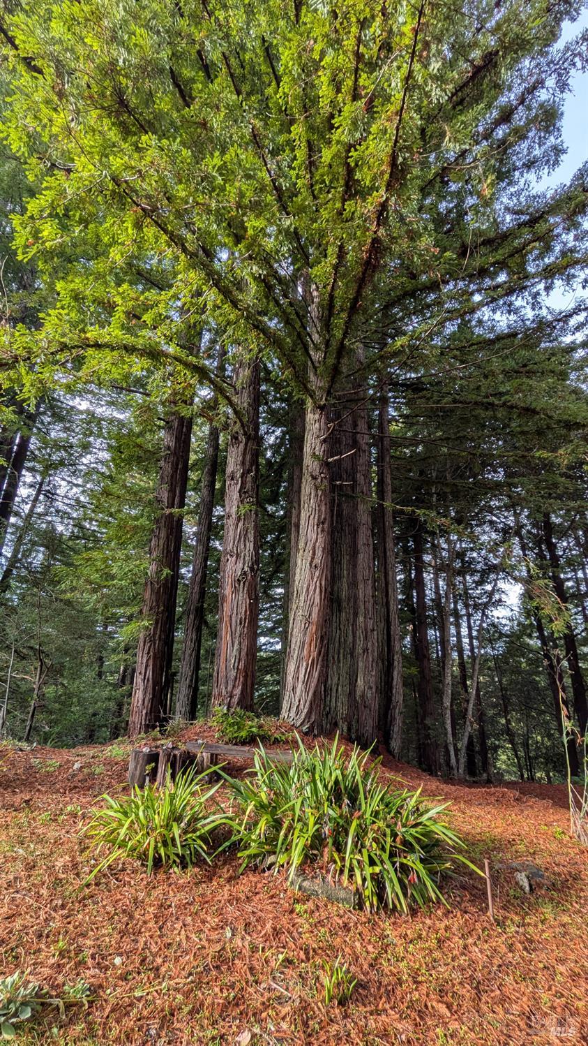 Detail Gallery Image 14 of 15 For 19800 Appaloosa Way, Philo,  CA 95466 - – Beds | – Baths