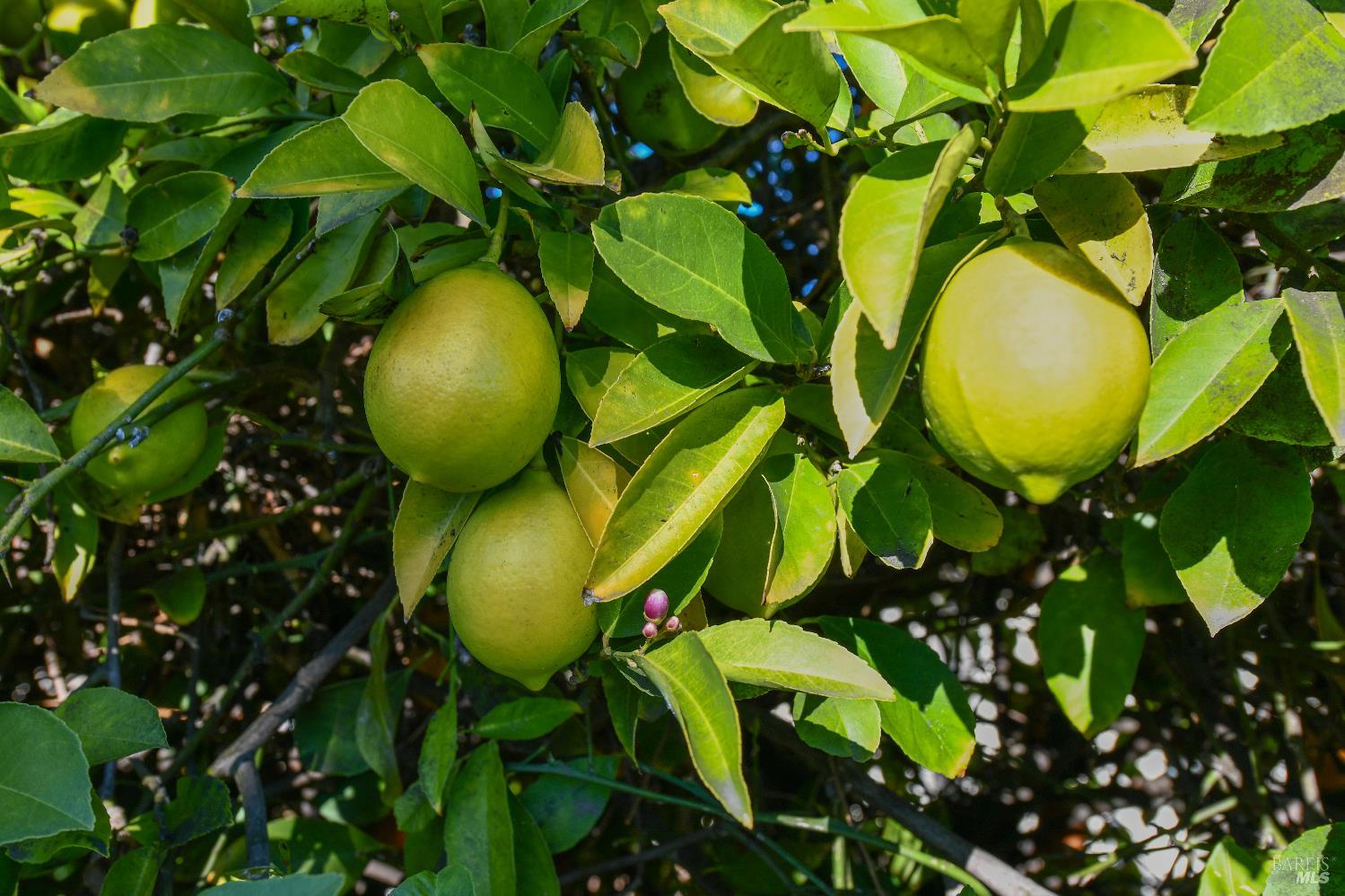 Detail Gallery Image 32 of 33 For 1803 Monarch Dr, Napa,  CA 94558 - 4 Beds | 2 Baths