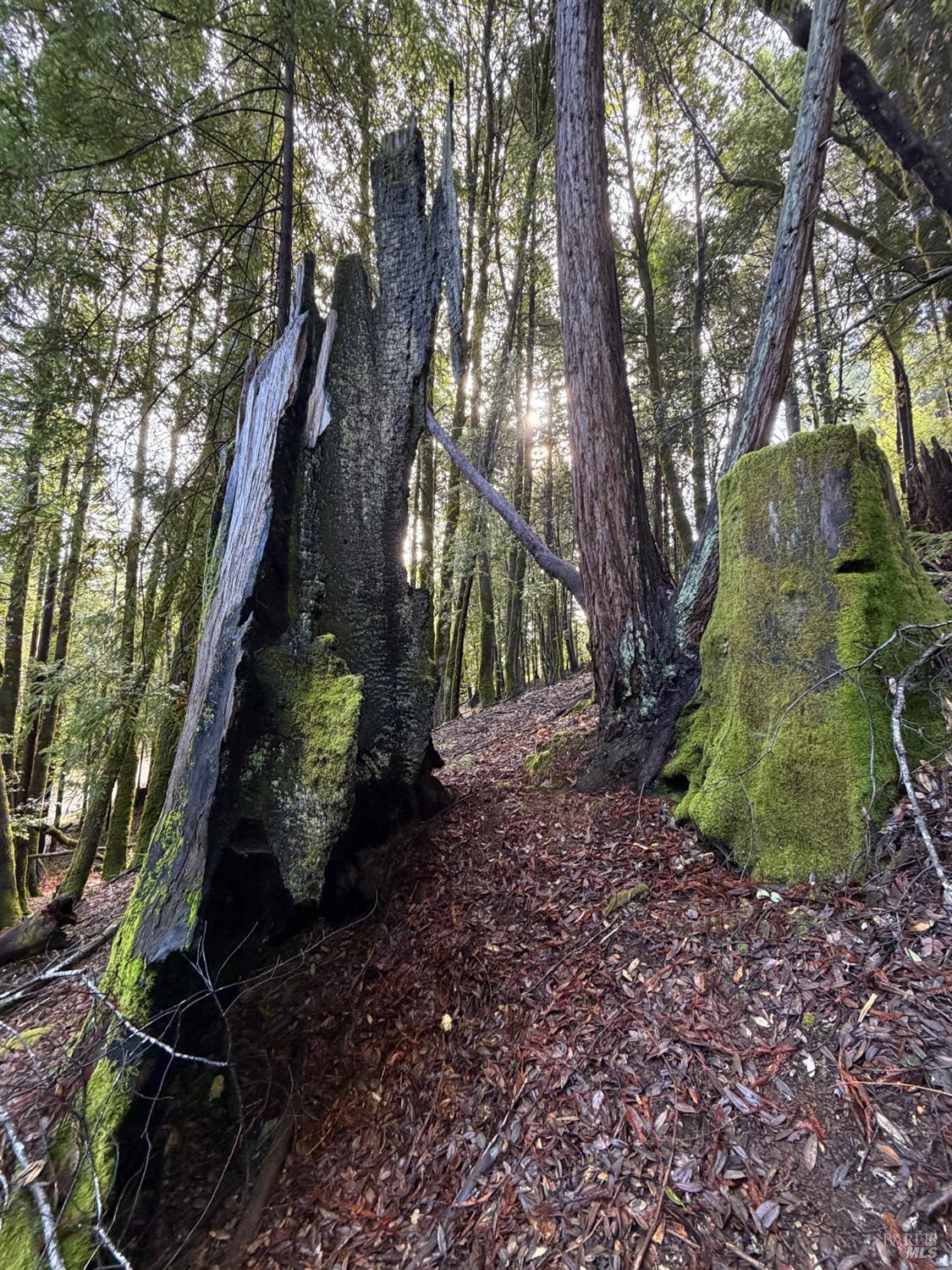 Detail Gallery Image 9 of 9 For 27089 Otter Ct, Willits,  CA 95490 - – Beds | – Baths