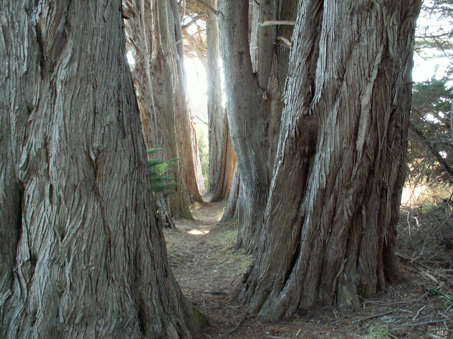 Detail Gallery Image 42 of 47 For 167 Dune Drift Close Unkn, The Sea Ranch,  CA 95497 - 3 Beds | 2 Baths