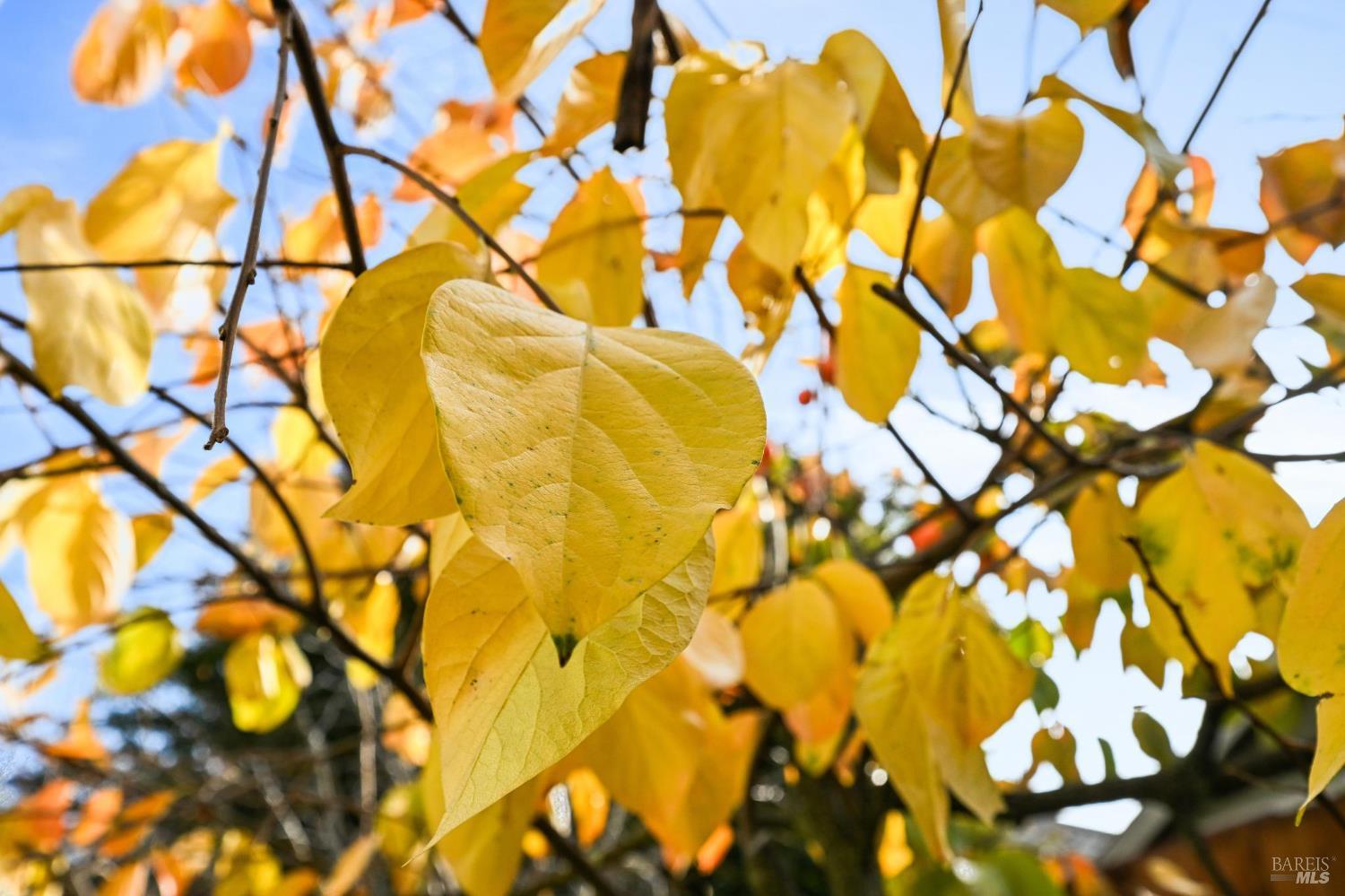 Detail Gallery Image 37 of 38 For 5509 Rainbow Cir, Santa Rosa,  CA 95409 - 3 Beds | 2 Baths