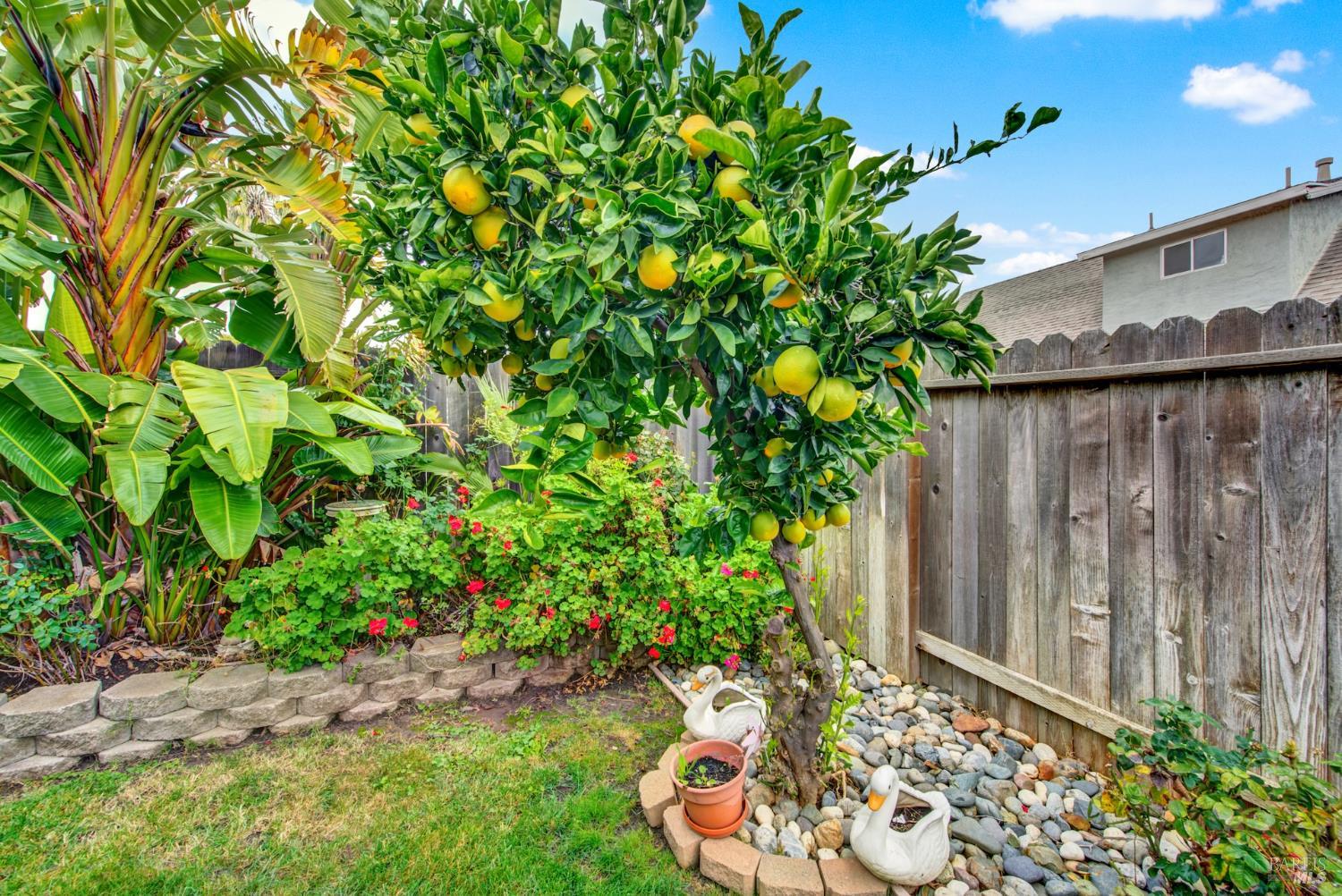 Detail Gallery Image 66 of 78 For 221 Livingston Ave, Vacaville,  CA 95687 - 3 Beds | 2 Baths