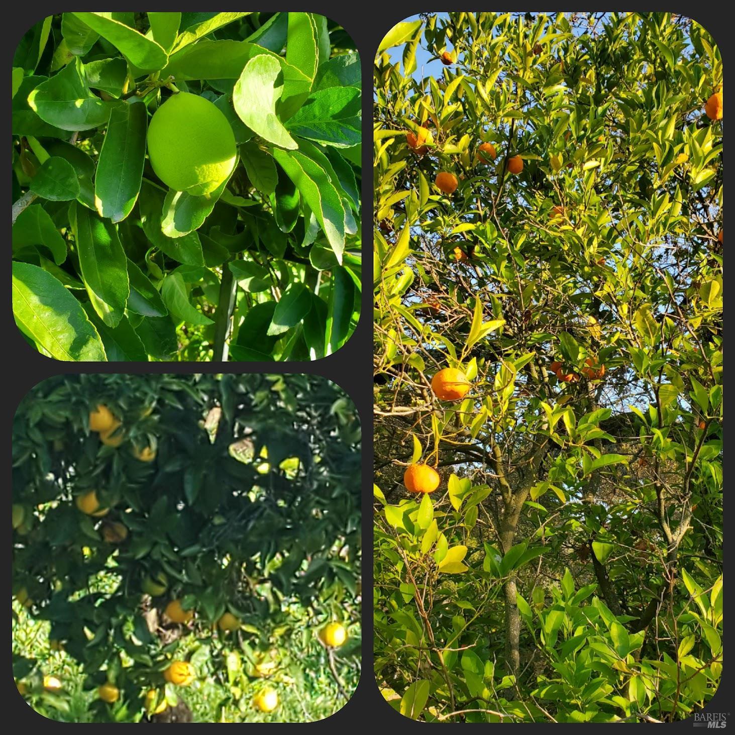 Detail Gallery Image 82 of 92 For 3778 Burke Pl, Sonoma,  CA 95476 - 4 Beds | 2/1 Baths