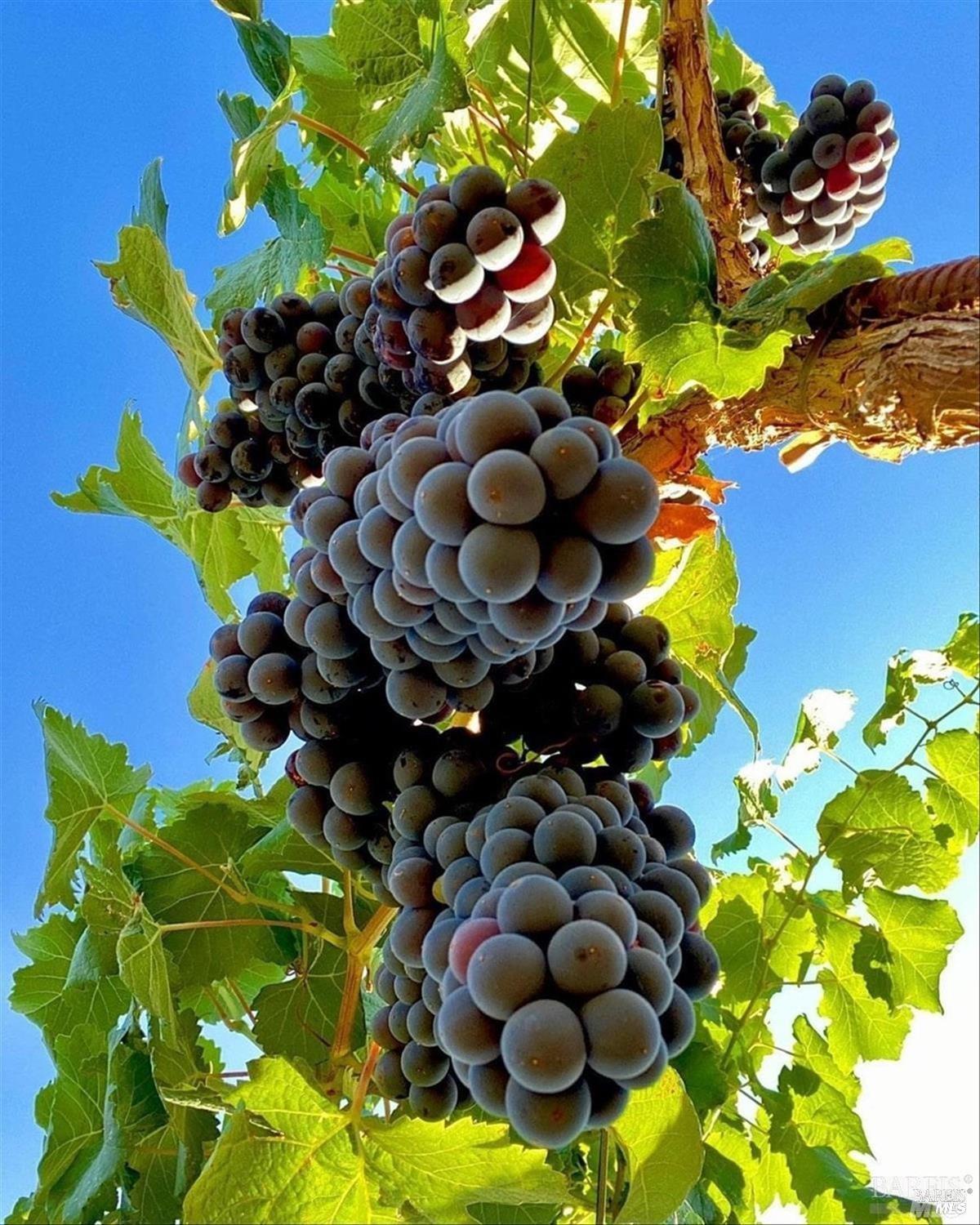 Detail Gallery Image 49 of 56 For 71 Valley Club Cir, Napa,  CA 94558 - 3 Beds | 2/1 Baths