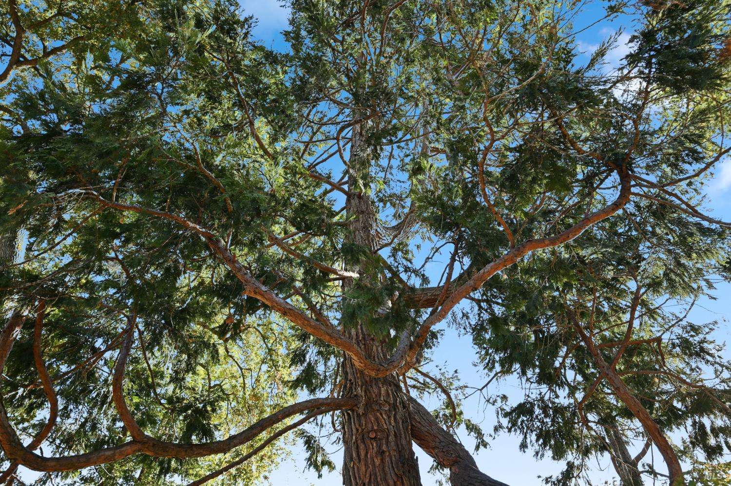 Detail Gallery Image 47 of 52 For 735 Carr Ave, Santa Rosa,  CA 95404 - 3 Beds | 2 Baths