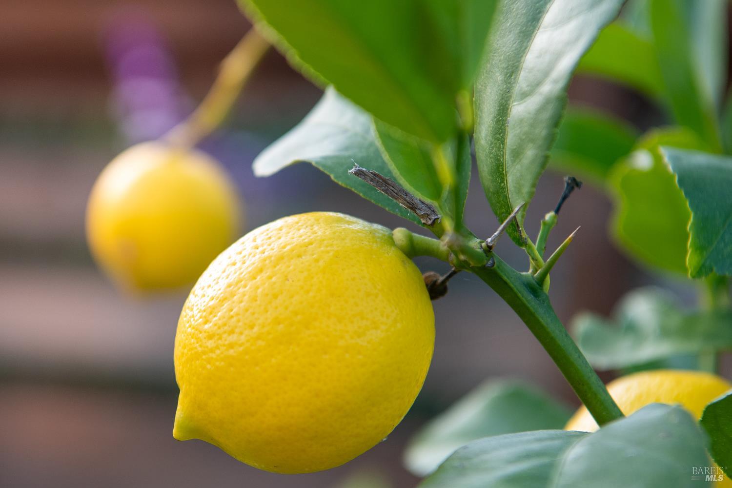 Detail Gallery Image 56 of 61 For 22 Cedar Ave, Kentfield,  CA 94904 - 5 Beds | 5 Baths