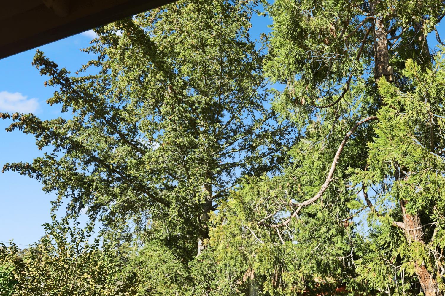 Detail Gallery Image 34 of 52 For 735 Carr Ave, Santa Rosa,  CA 95404 - 3 Beds | 2 Baths