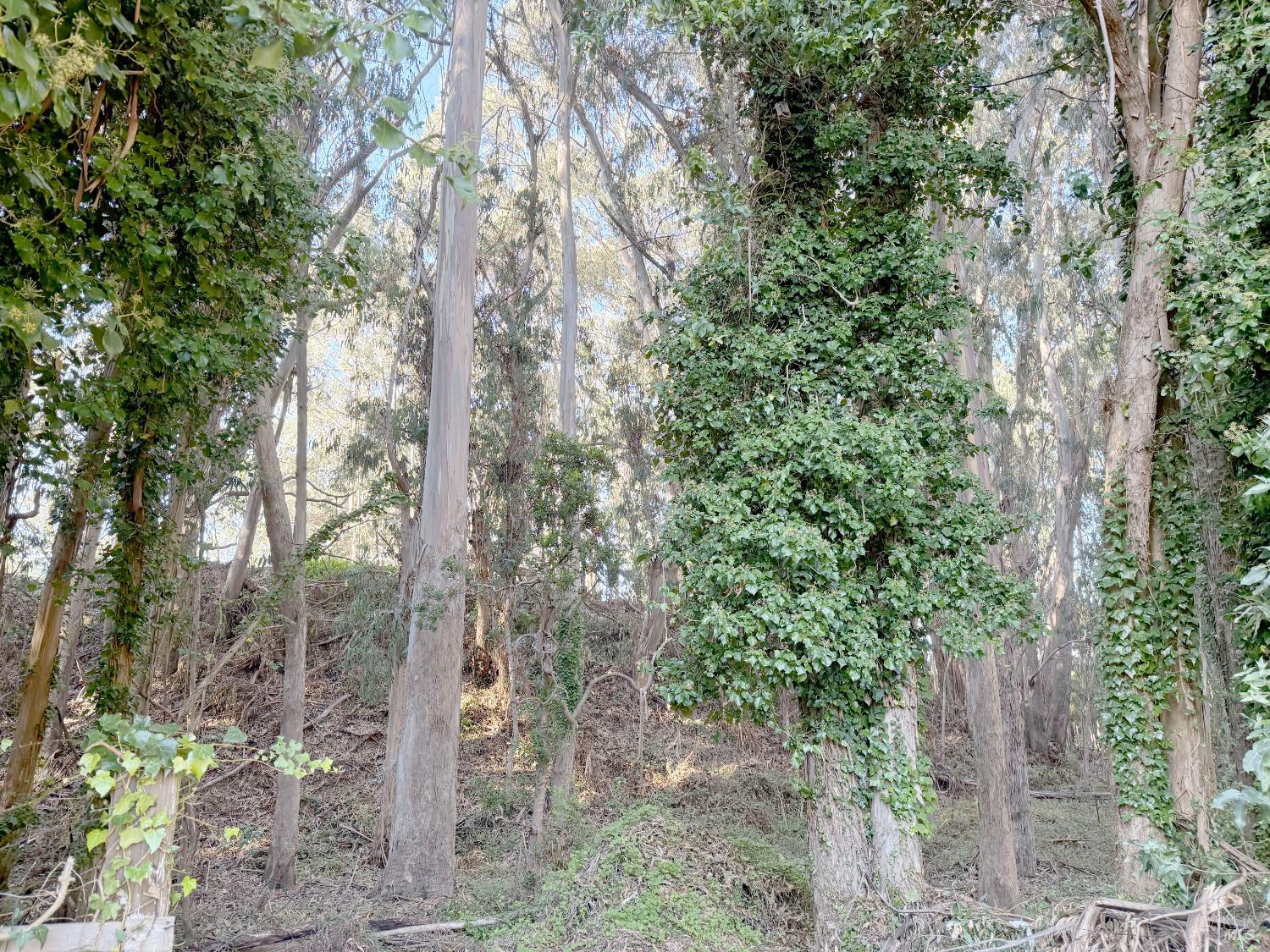 Detail Gallery Image 7 of 22 For 27832 N Highway 1 Hwy, Fort Bragg,  CA 95437 - 3 Beds | 2 Baths