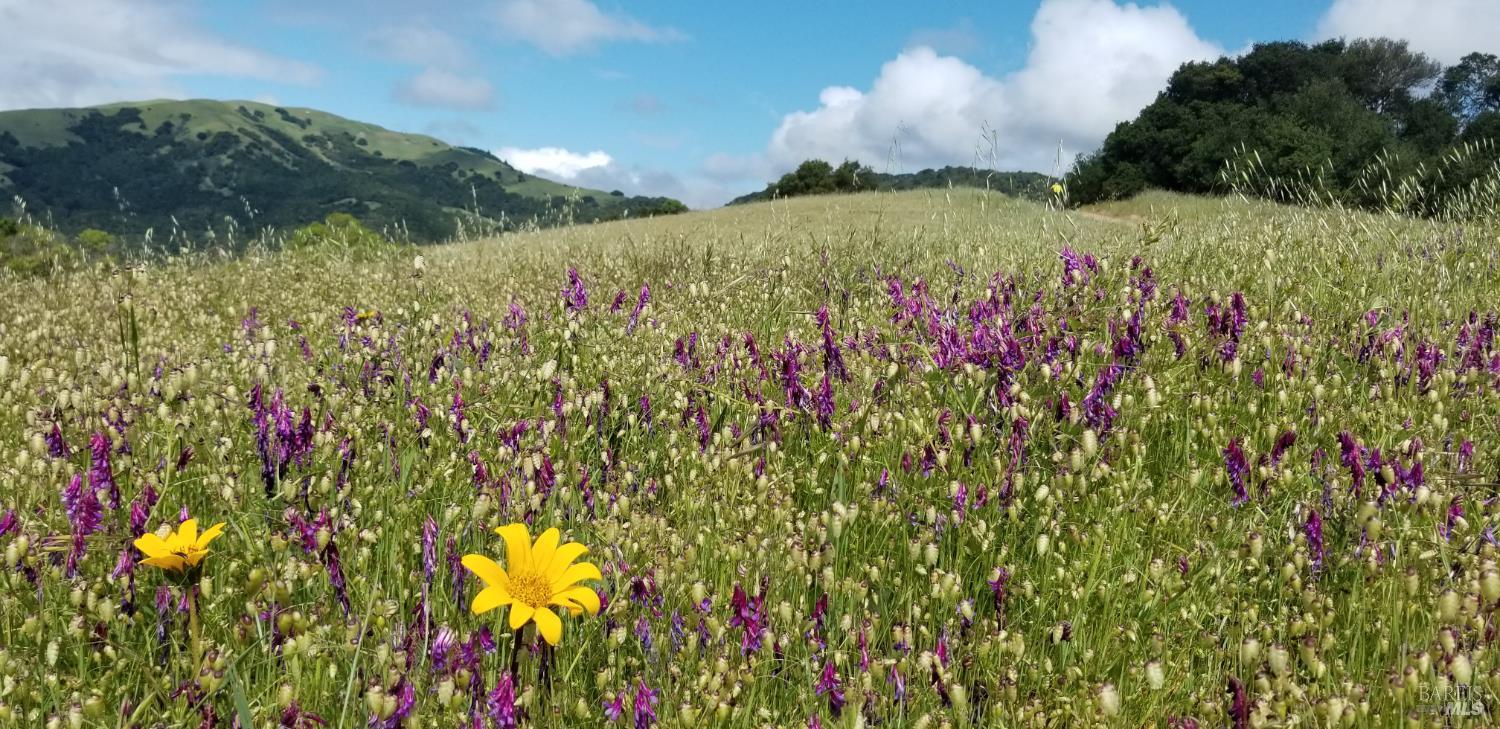 Detail Gallery Image 58 of 58 For 700 Tamarack Dr, San Rafael,  CA 94903 - 3 Beds | 2 Baths