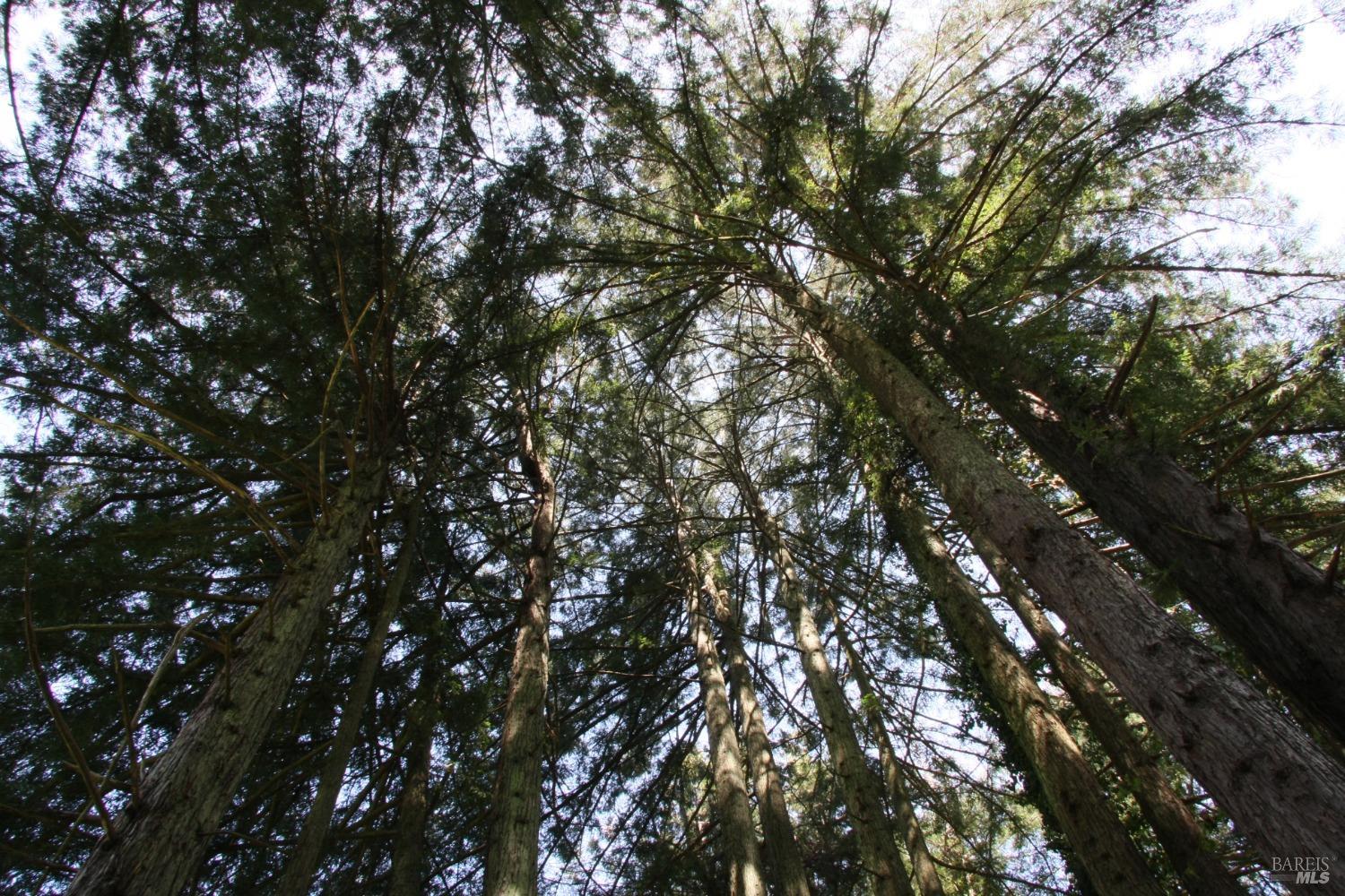 Detail Gallery Image 16 of 16 For 10966 Barnett Valley Rd, Sebastopol,  CA 95472 - – Beds | – Baths