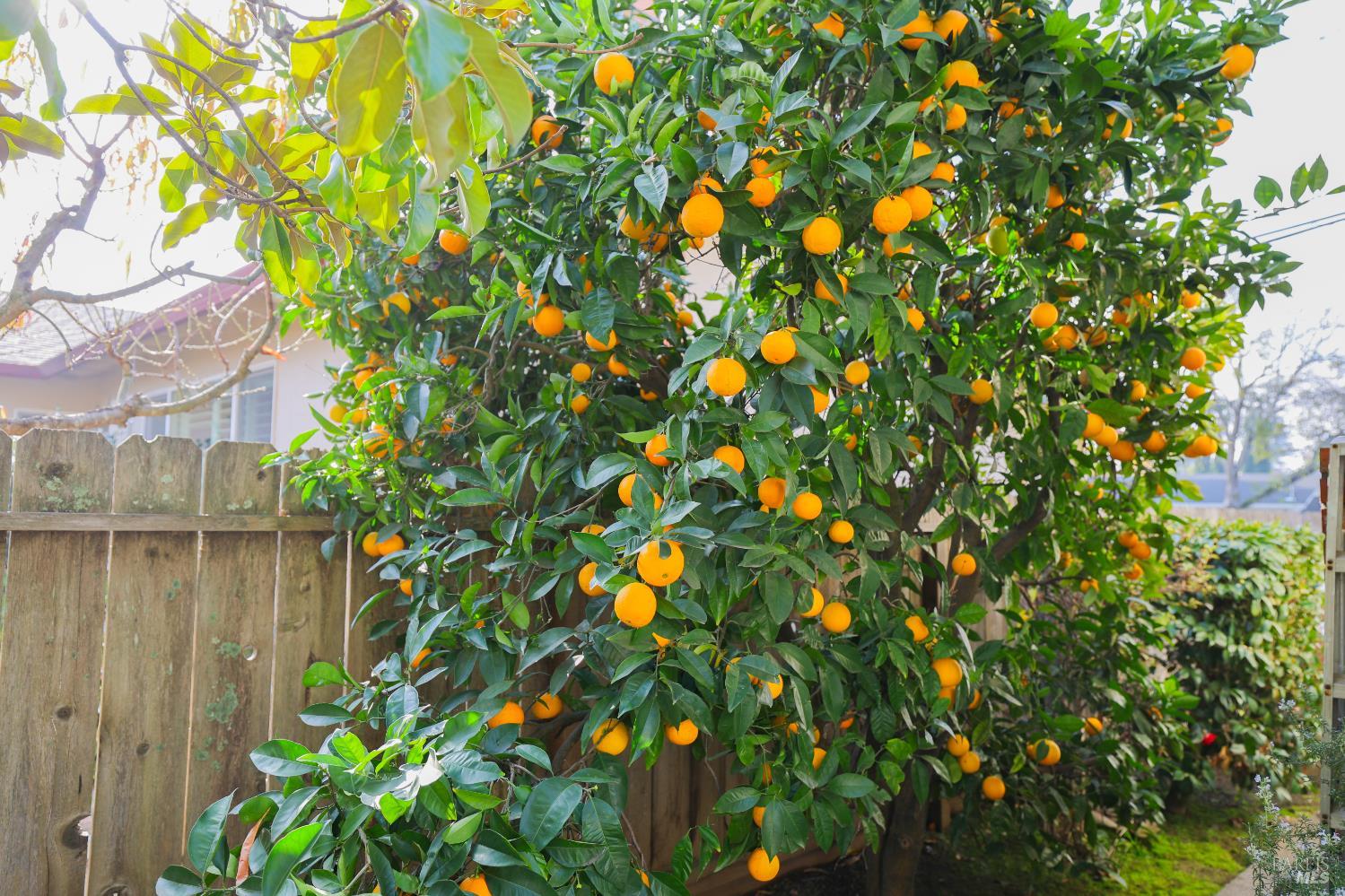 Detail Gallery Image 16 of 17 For 3816 Jefferson St, Napa,  CA 94558 - 3 Beds | 2 Baths