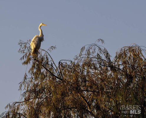 Detail Gallery Image 46 of 49 For 9211 Lakewood Dr, Windsor,  CA 95492 - 2 Beds | 2/1 Baths