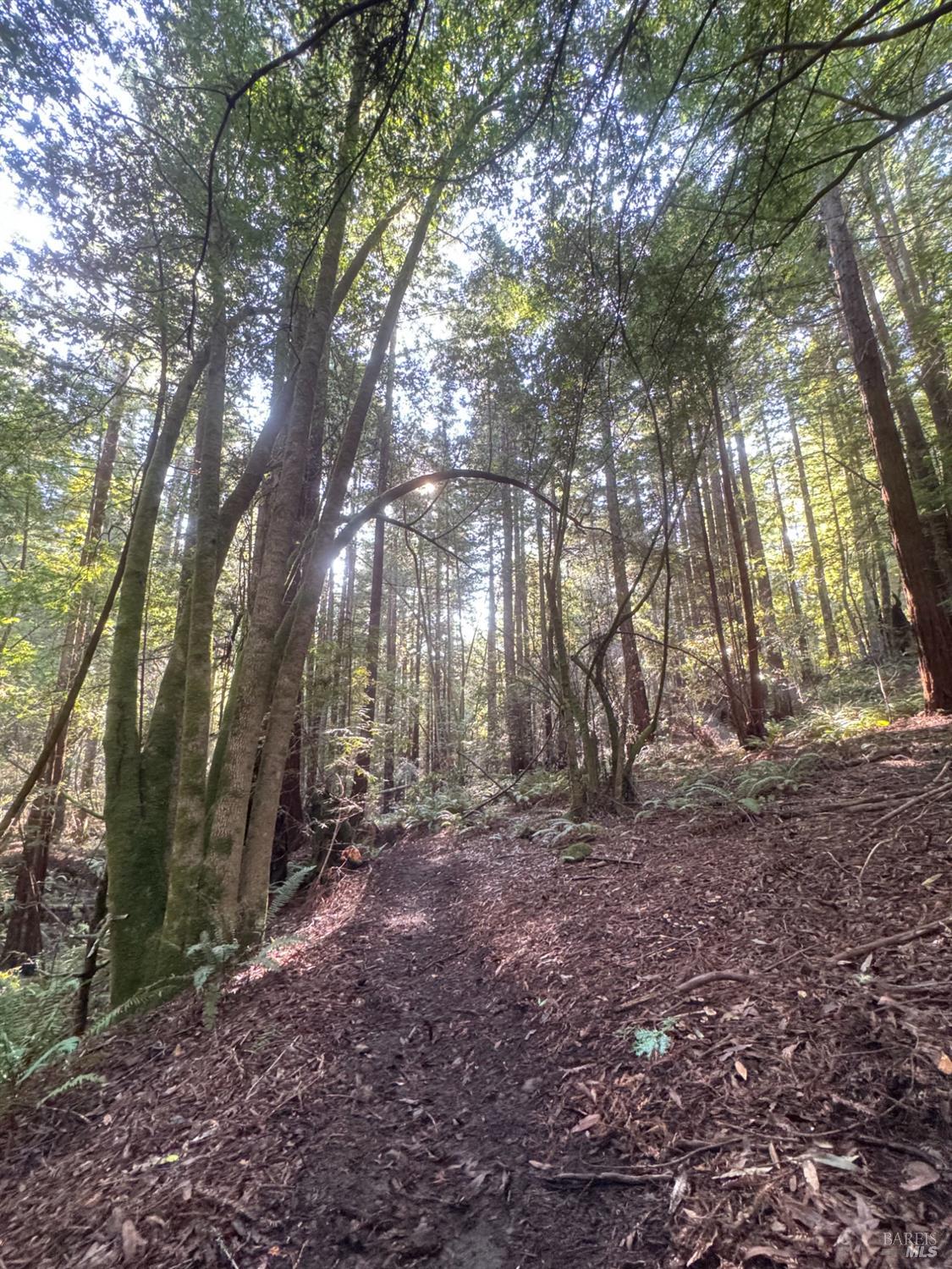 Detail Gallery Image 47 of 90 For 2081 Joy Rd, Occidental,  CA 95465 - 3 Beds | 2/1 Baths