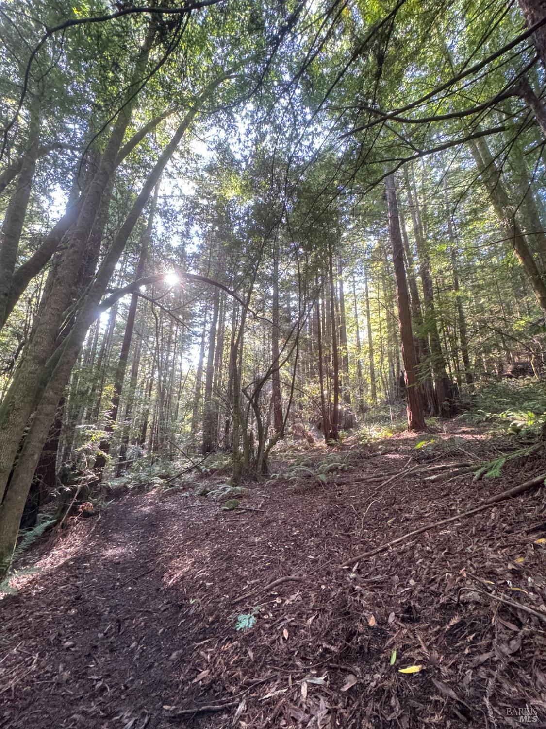 Detail Gallery Image 46 of 90 For 2081 Joy Rd, Occidental,  CA 95465 - 3 Beds | 2/1 Baths