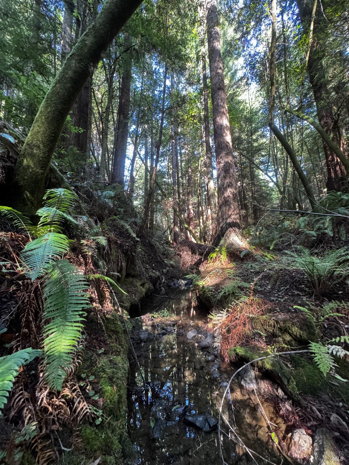 Detail Gallery Image 49 of 90 For 2081 Joy Rd, Occidental,  CA 95465 - 3 Beds | 2/1 Baths