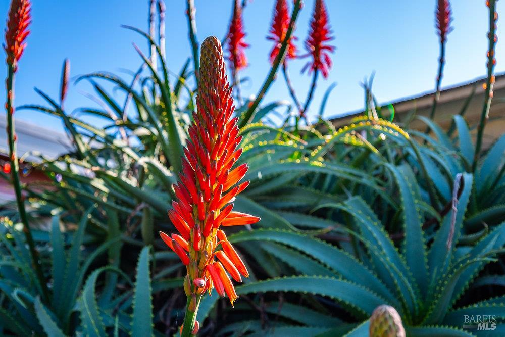 Detail Gallery Image 40 of 45 For 2211 Wilcox Ave, San Pablo,  CA 94806 - 3 Beds | 1/1 Baths