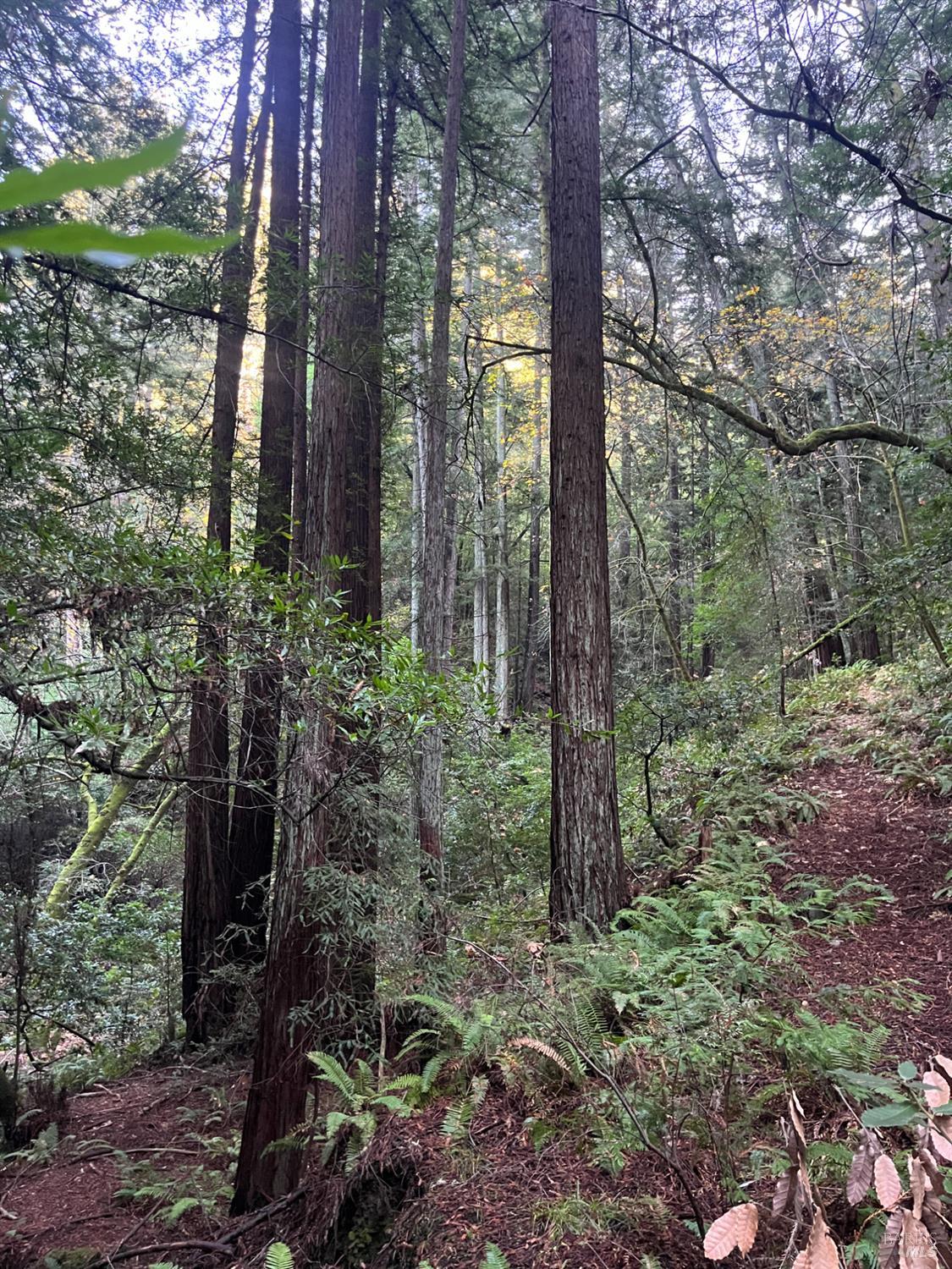 Detail Gallery Image 32 of 33 For 1355 Nicasio Valley Rd, Nicasio,  CA 94946 - 0 Beds | 0/1 Baths