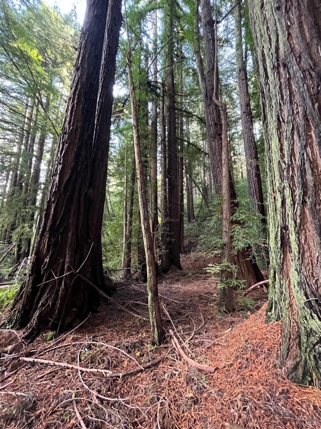 Detail Gallery Image 23 of 33 For 1355 Nicasio Valley Rd, Nicasio,  CA 94946 - 0 Beds | 0/1 Baths