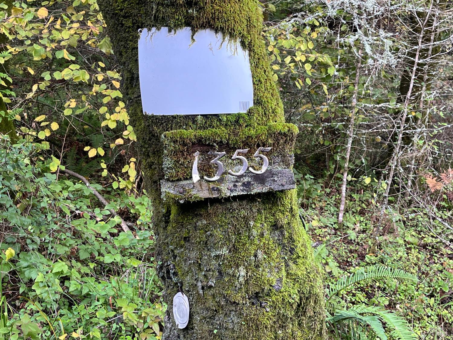 Detail Gallery Image 20 of 33 For 1355 Nicasio Valley Rd, Nicasio,  CA 94946 - 0 Beds | 0/1 Baths