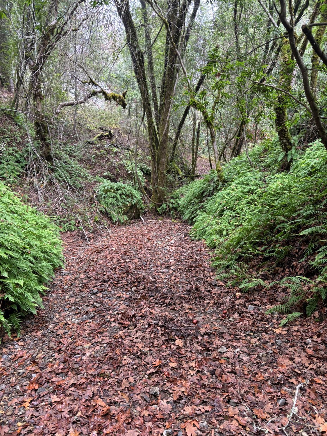 Detail Gallery Image 5 of 9 For 11285 Dell Ave, Forestville,  CA 95436 - – Beds | – Baths