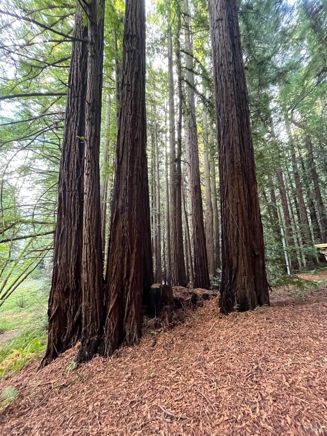 Detail Gallery Image 11 of 33 For 1355 Nicasio Valley Rd, Nicasio,  CA 94946 - 0 Beds | 0/1 Baths