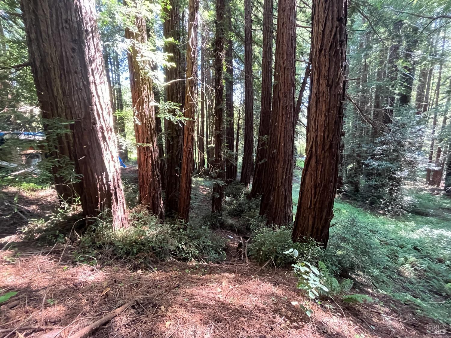 Detail Gallery Image 8 of 33 For 1355 Nicasio Valley Rd, Nicasio,  CA 94946 - 0 Beds | 0/1 Baths