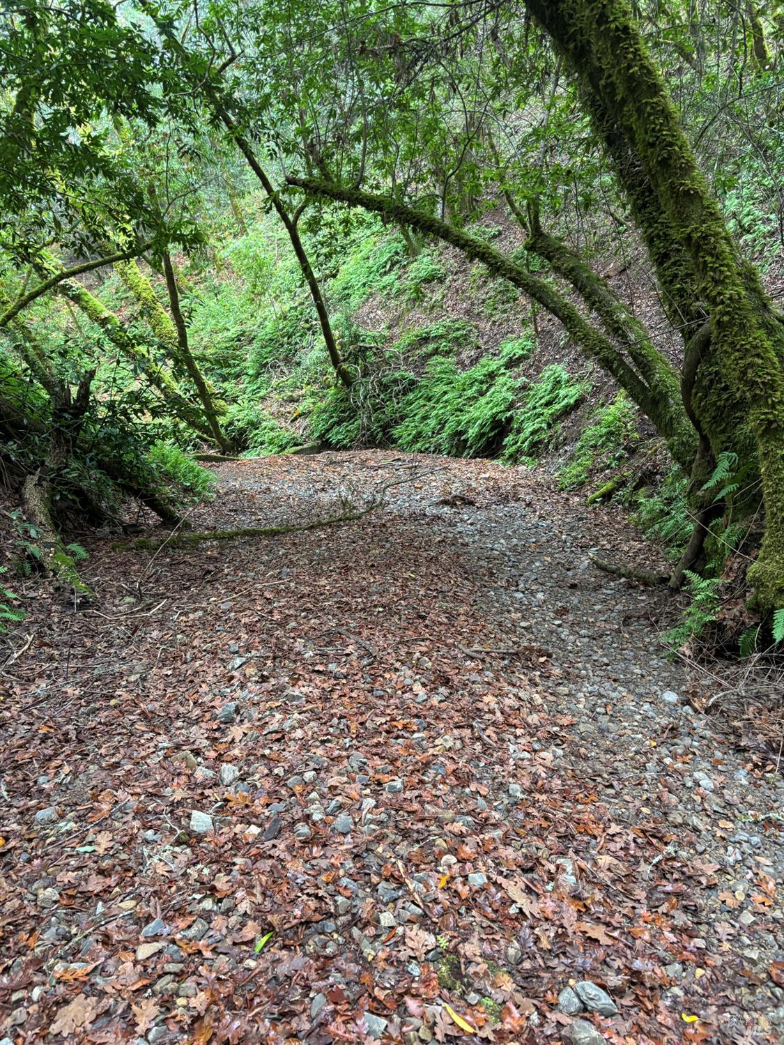 Detail Gallery Image 4 of 9 For 11285 Dell Ave, Forestville,  CA 95436 - – Beds | – Baths